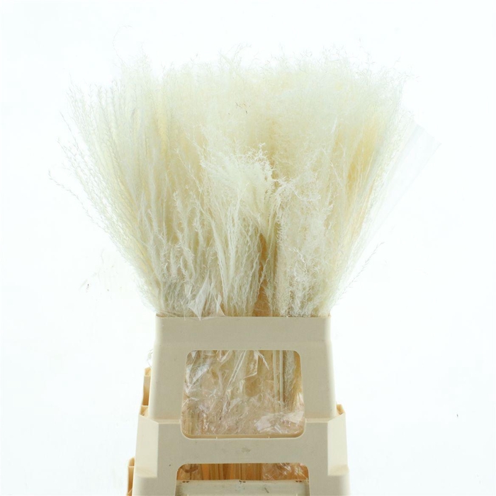 <h4>Dried Bleached Miscanthus P Stem</h4>