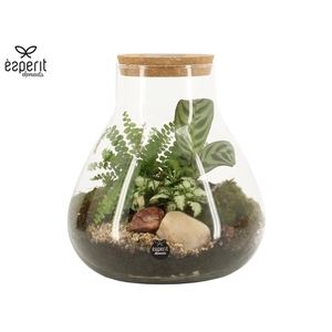 90078: Terrarium arrangement