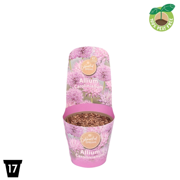 <h4>Allium Carolinianum</h4>