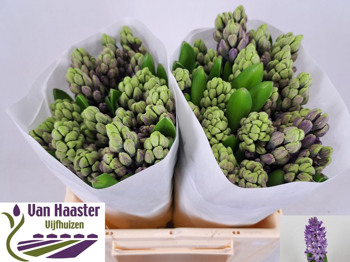 <h4>HYAC PURPLE STAR</h4>