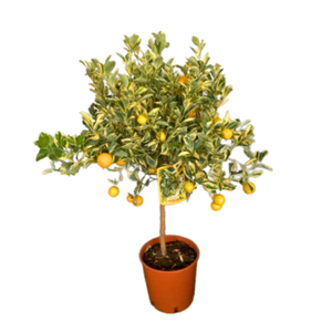 Citrus hystrix