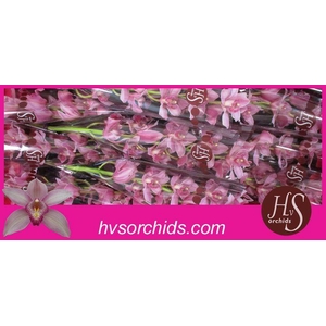 CYMB T ELLIO RO C290 60 CM