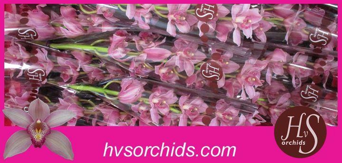 <h4>CYMB T ELLIO RO C290 60 CM</h4>