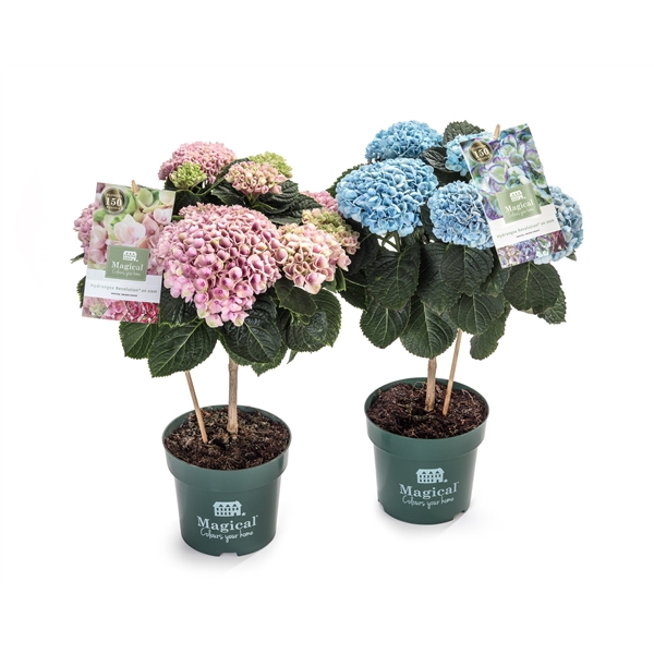 <h4>Hydrangea Magical® Flowertree Mix 14 cm kop 5+ rijp 2/3</h4>