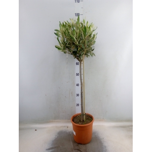 Olea europaea