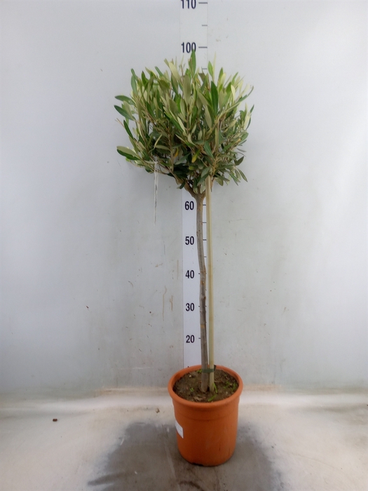 <h4>Olea europaea</h4>