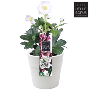 Helleborus niger 'Christmas Carol' (White Ceramic) P12