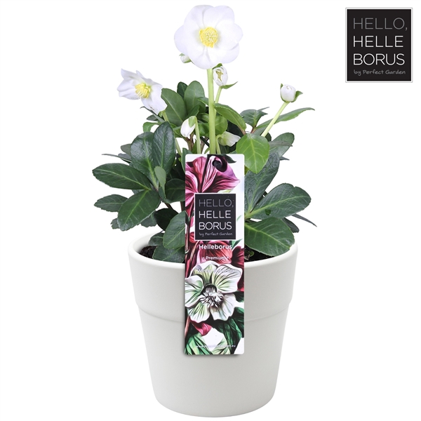 <h4>Helleborus niger 'Christmas Carol' (White Ceramic) P12</h4>