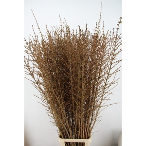 FORSY I SPECTABILIS 170CM