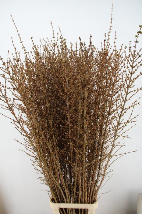 <h4>FORSY I SPECTABILIS 170CM</h4>