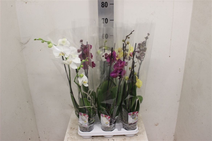 <h4>Phal Gemengd 2 Tak</h4>