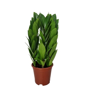 Zamioculcas zamiifolia Tower 12 cm