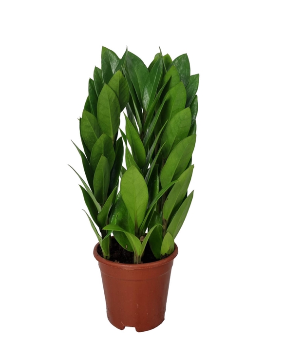 <h4>Zamioculcas zamiifolia Tower 12 cm</h4>
