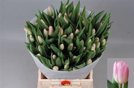 <h4>Tu En Dynasty</h4>