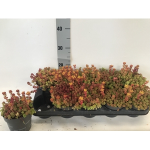 SEDUM OREGANUM