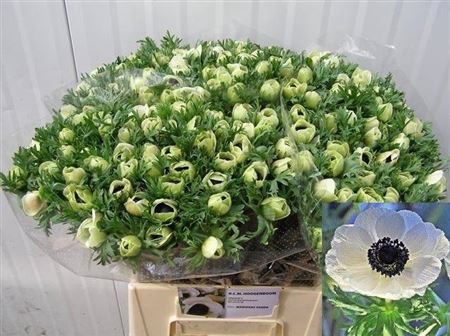 <h4>Anem Co Mar Panda</h4>