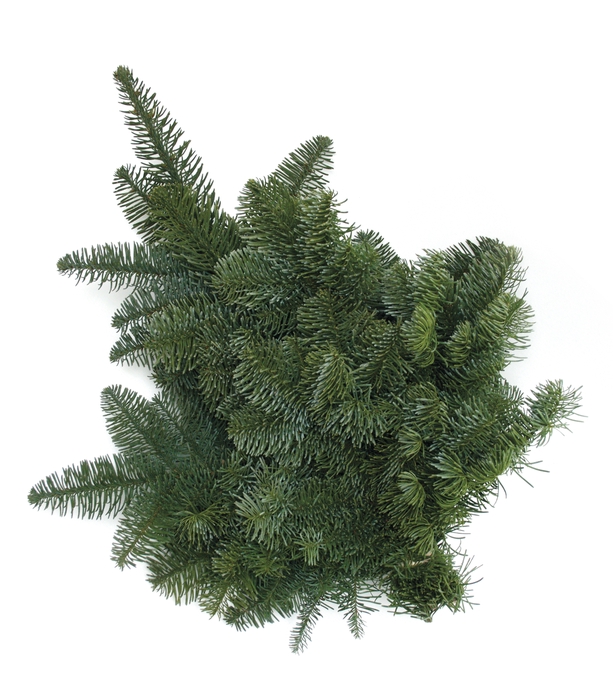 Abies nob. 400-500 g