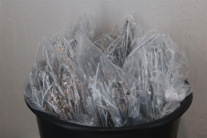 <h4>Dennen Naalden White</h4>