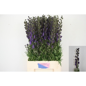 Aconitum Pyramidale Mart Lia Heemskerk