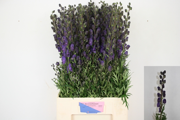 <h4>Aconitum Pyramidale Mart Lia Heemskerk</h4>