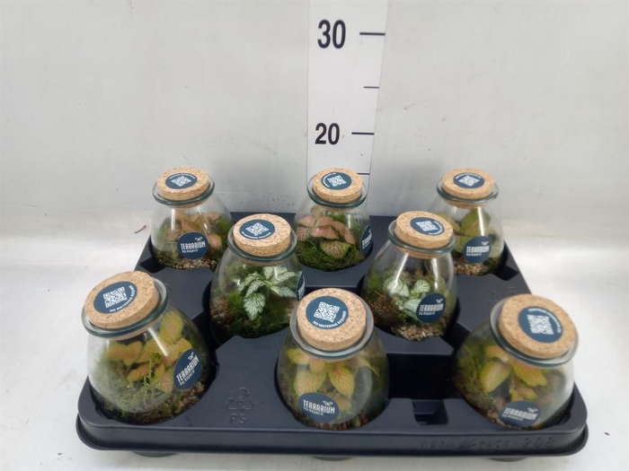 <h4>Arr. Planten L%</h4>