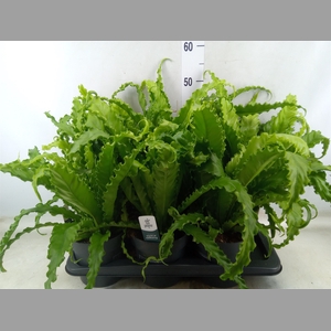 Asplenium antiquum 'Osaka'