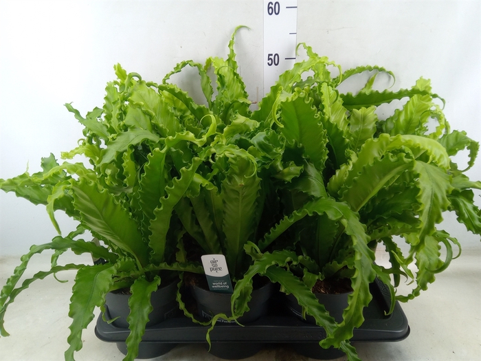 <h4>Asplenium antiquum 'Osaka'</h4>
