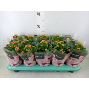 Kalanchoe blos. 'Serenity Rosa'