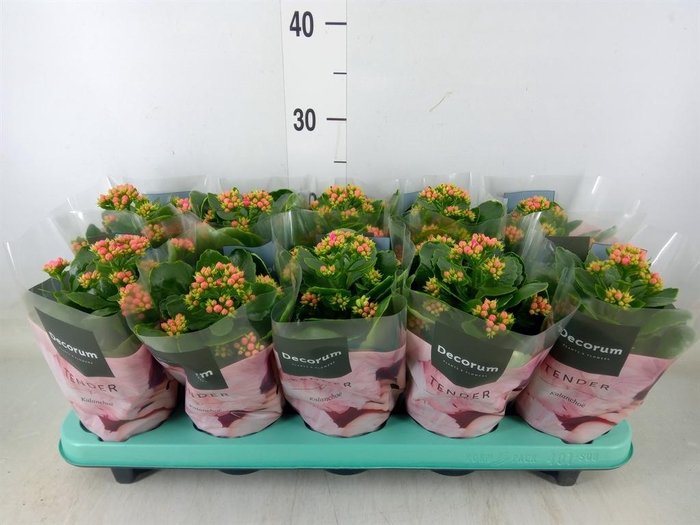 <h4>Kalanchoe blos. 'Serenity Rosa'</h4>