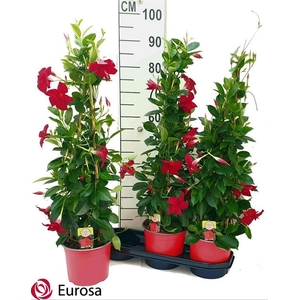 Mandevilla Rio Grande Red 19Ø 85cm