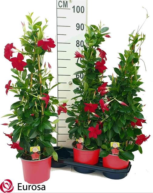 Mandevilla Rio Grande Red 19Ø 85cm