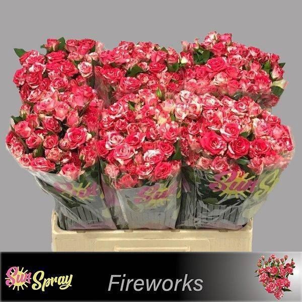 <h4>ROSA TR 'FIREWORKS'</h4>