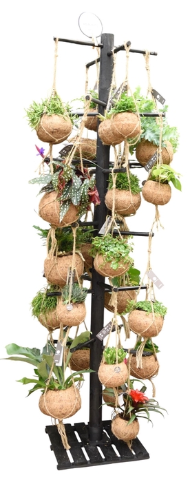 <h4>Kokodama Black Tree INCLUDING 48 best selling Kokodama's</h4>