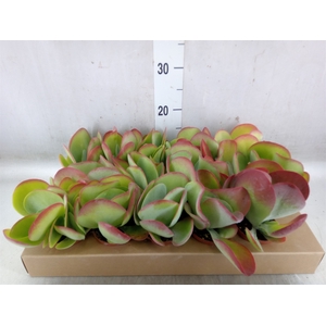Kalanchoe NF thyrsiflora