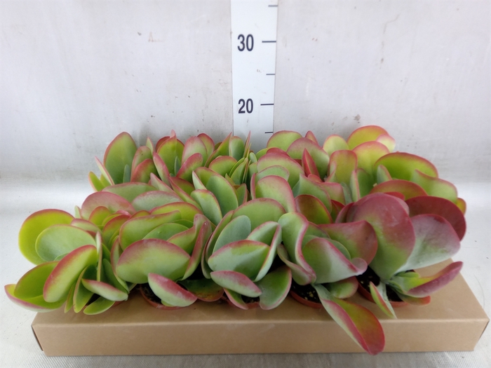 <h4>Kalanchoe NF thyrsiflora</h4>