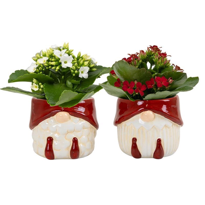 <h4>KALANCHOE BLOSSFELDIANA p6</h4>