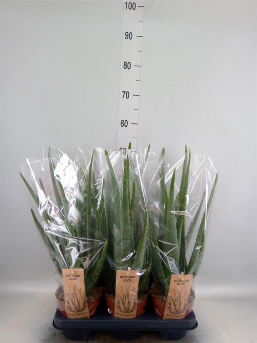 <h4>Aloe vera</h4>