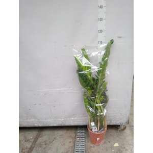 Zamioculcas zamiifolia