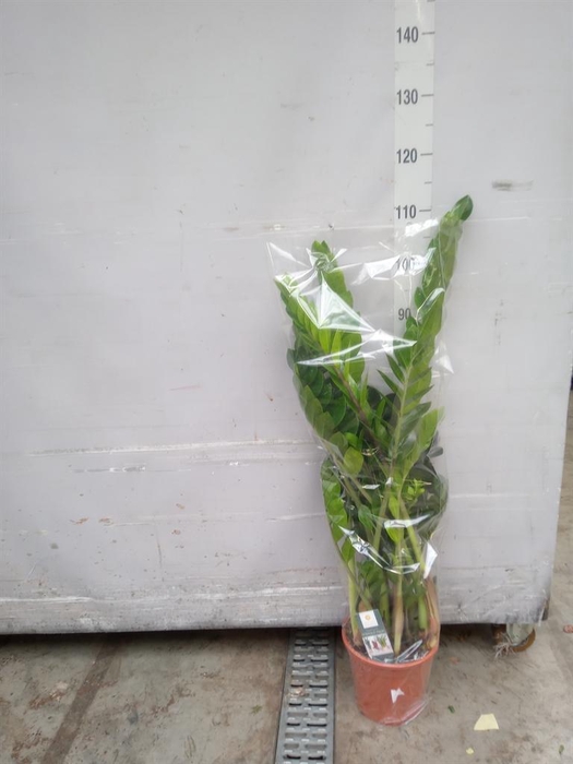 <h4>Zamioculcas zamiifolia</h4>
