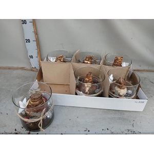 Hyacinthus arr 17Ø 30cm