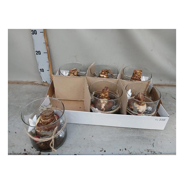 <h4>Hyacinthus arr 17Ø 30cm</h4>