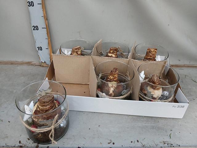 Hyacinthus arr 17Ø 30cm