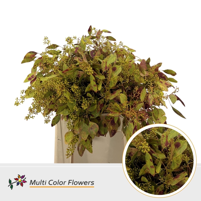 <h4>Euc Populus Bes Autumn</h4>