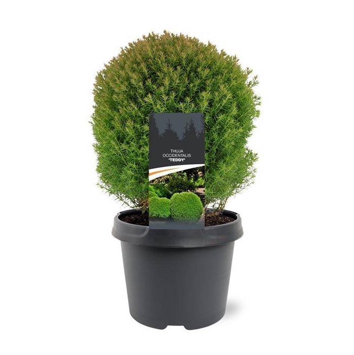 <h4>Thuja occidentalis 'Teddy'</h4>