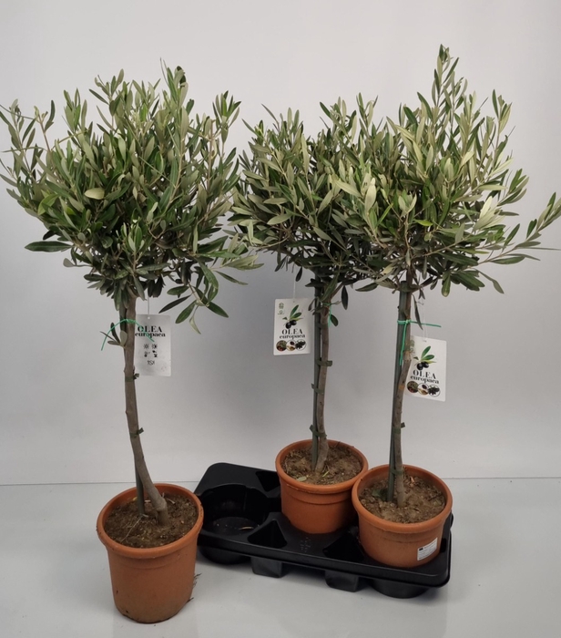 <h4>OLEA EUROPAEA</h4>