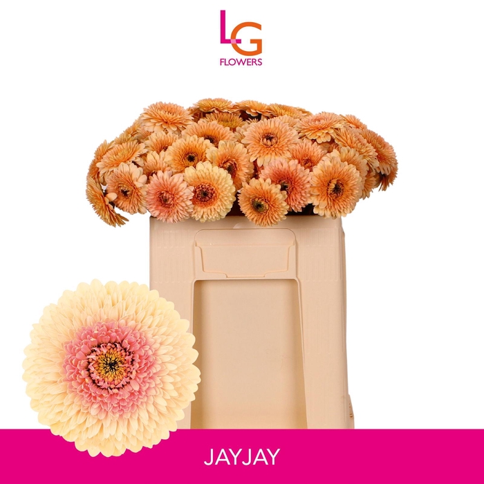 <h4>Germini Pomponi Jayjay Water</h4>