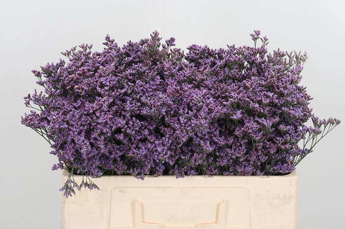 <h4>Lim Saf Pink Sky</h4>