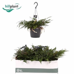 Humata tyermannii