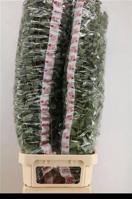 <h4>EUCA CINEREA</h4>