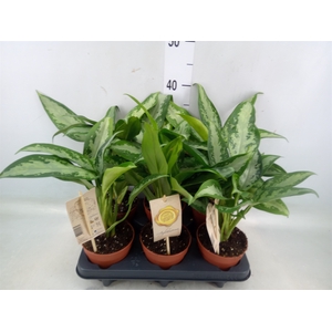 Aglaonema  'Jubilee Compacta'